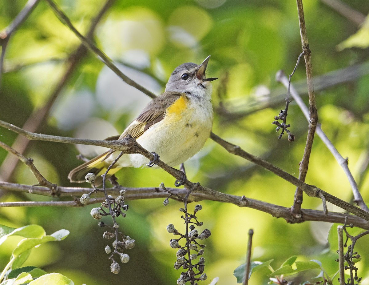 American Redstart - ML636973768