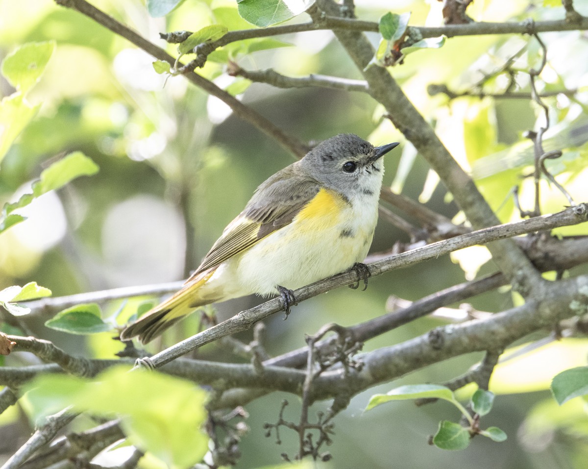 American Redstart - ML636973769