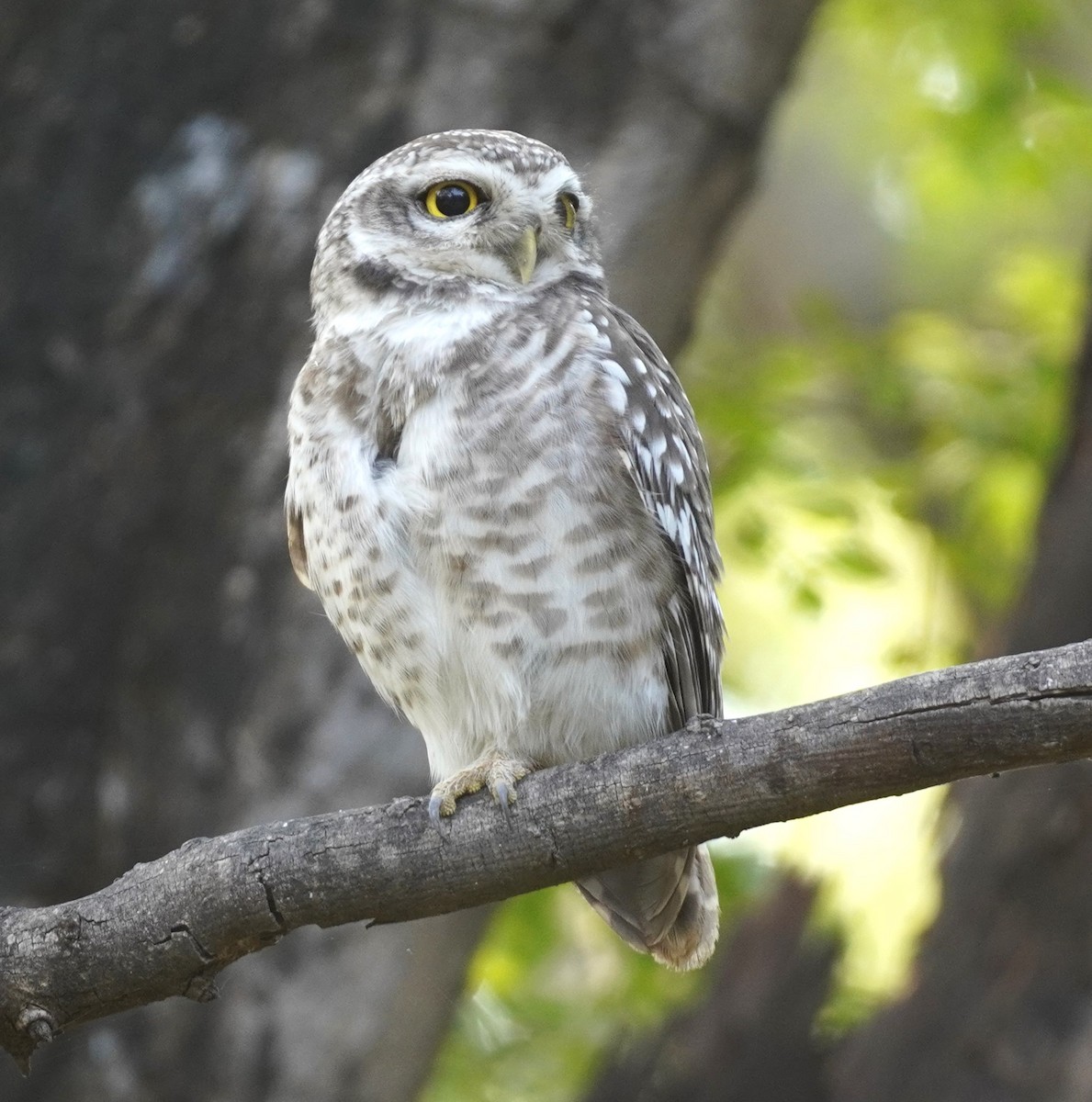Spotted Owlet - ML636973969