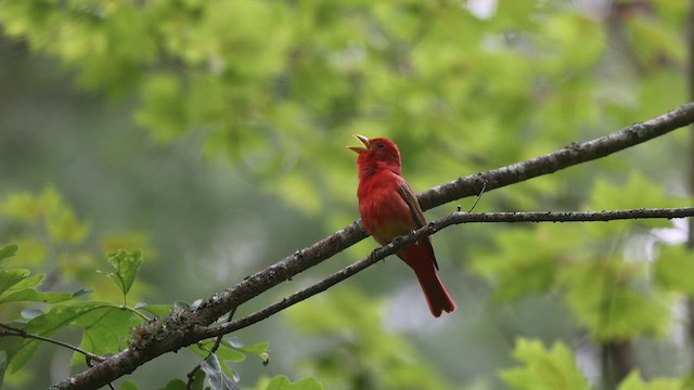 Summer Tanager - ML636973971