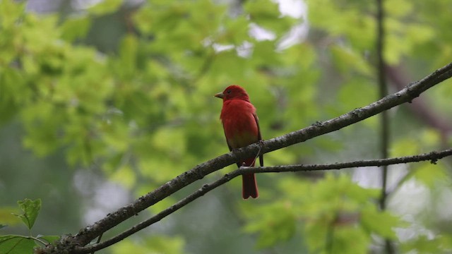 Summer Tanager - ML636973972