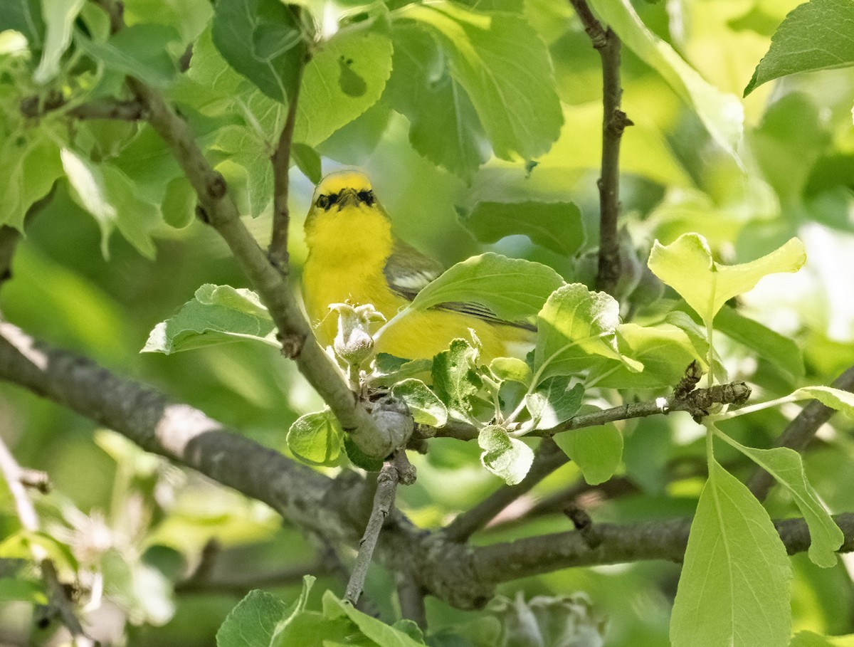 Blue-winged Warbler - ML636974001