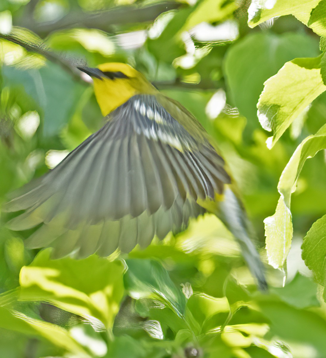 Blue-winged Warbler - ML636974002