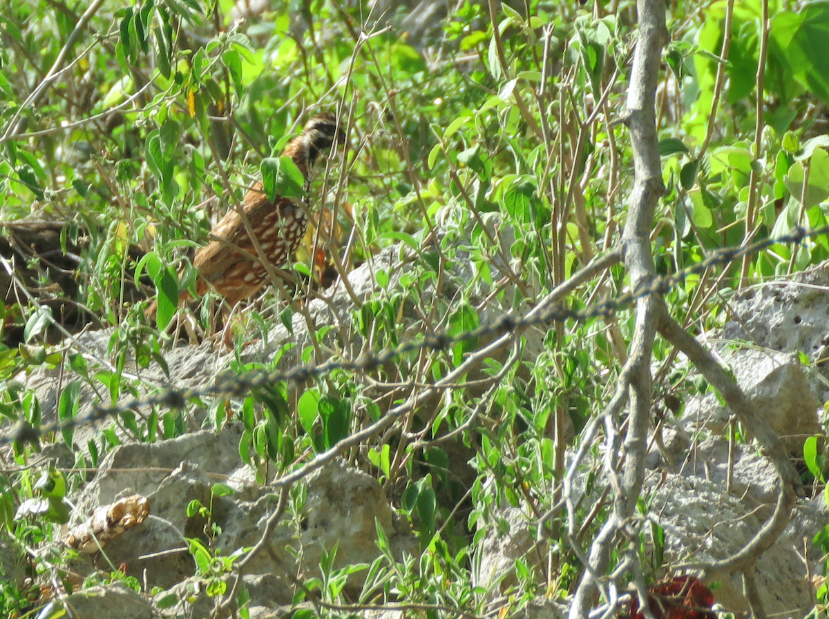 Black-throated Bobwhite - ML636974005