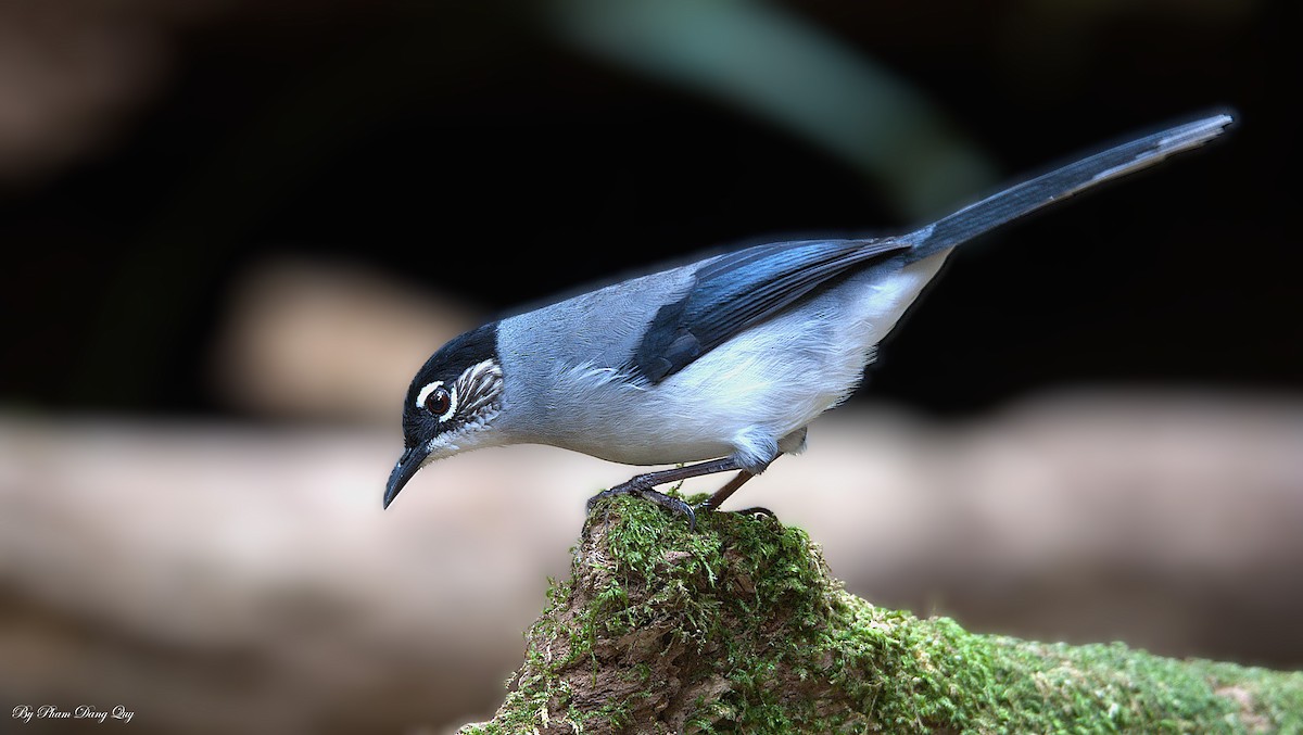 Black-headed Sibia (Lang Bian) - ML636974070