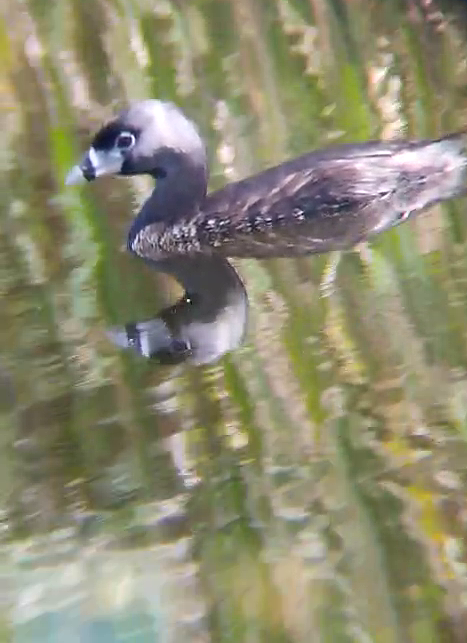 potápka americká - ML636974144