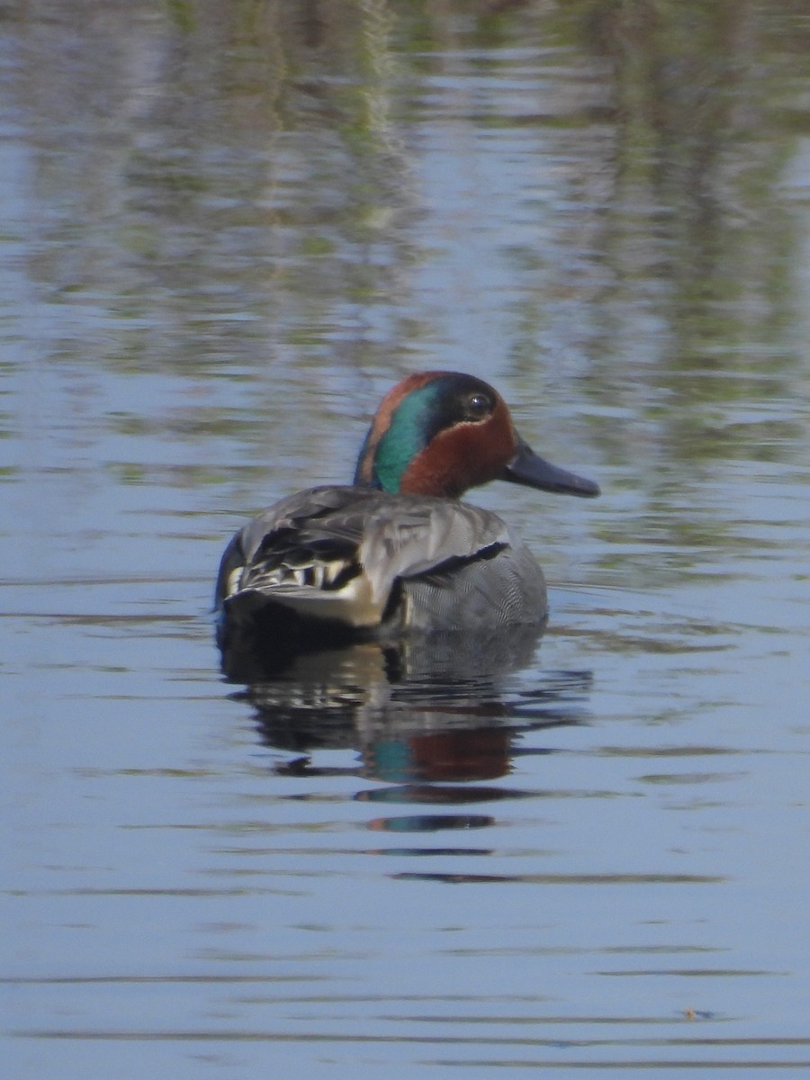 Green-winged Teal - ML636974185