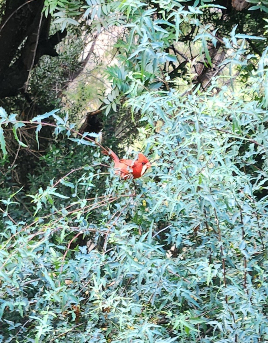 Northern Cardinal - ML636974192