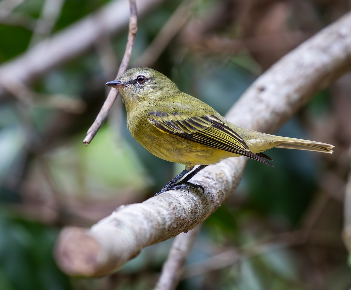 Rough-legged Tyrannulet - ML636974239