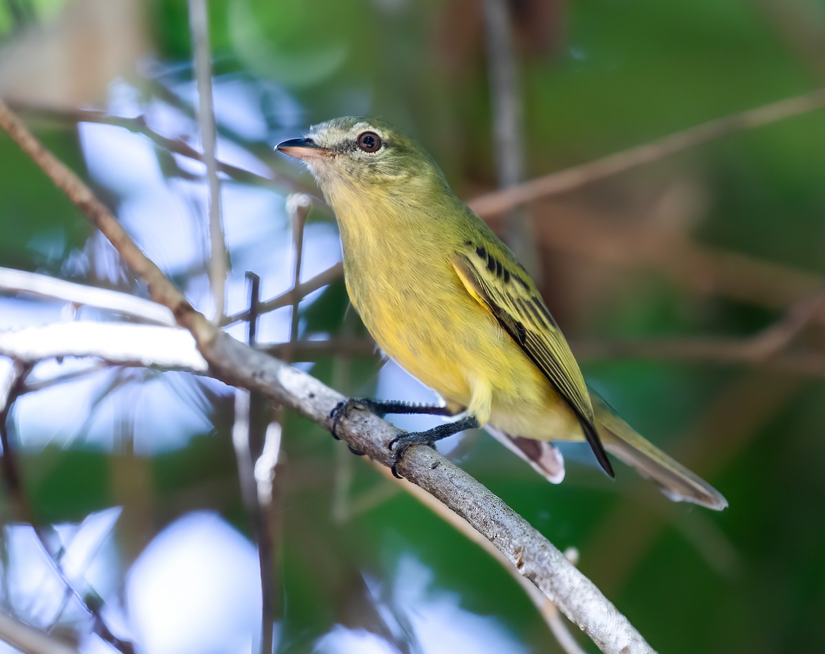 Rough-legged Tyrannulet - ML636974240