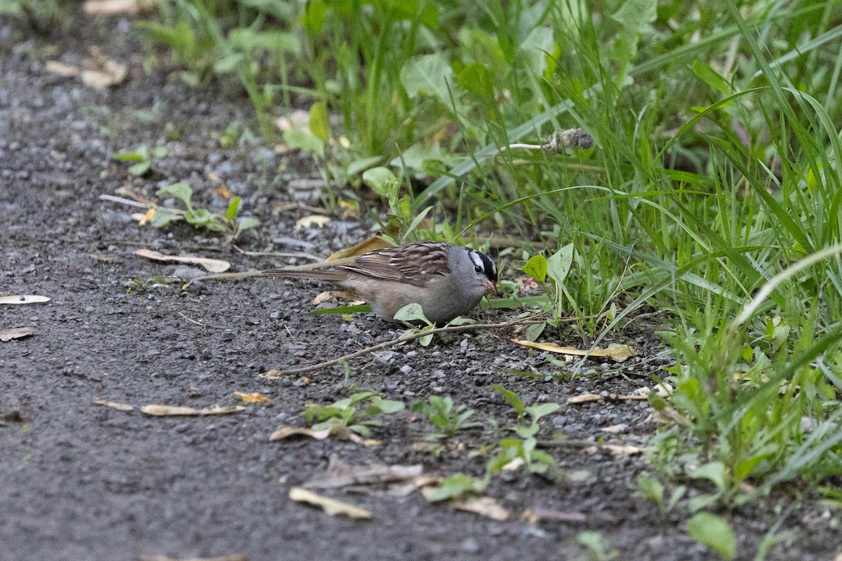 strnadec bělopásý - ML636974288