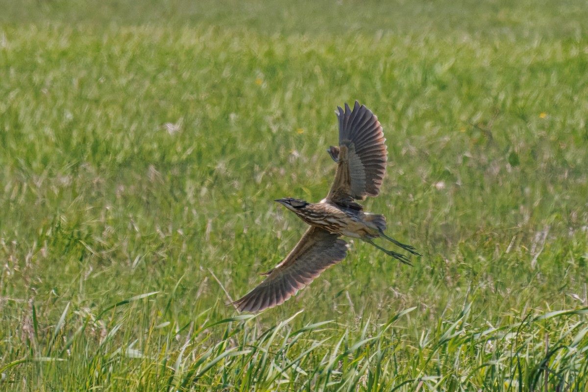 American Bittern - ML636974333