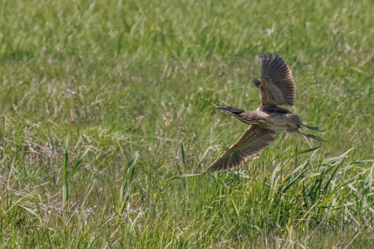 American Bittern - ML636974335