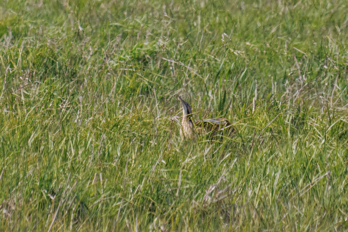American Bittern - ML636974336