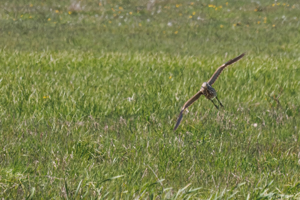 American Bittern - ML636974338