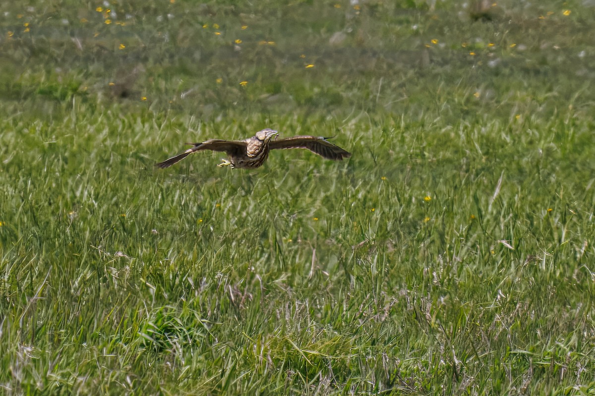 American Bittern - ML636974339