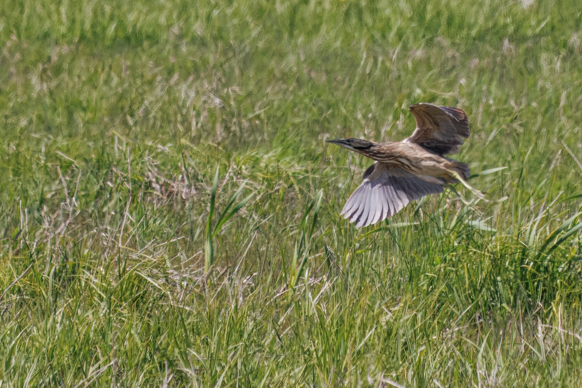 American Bittern - ML636974348