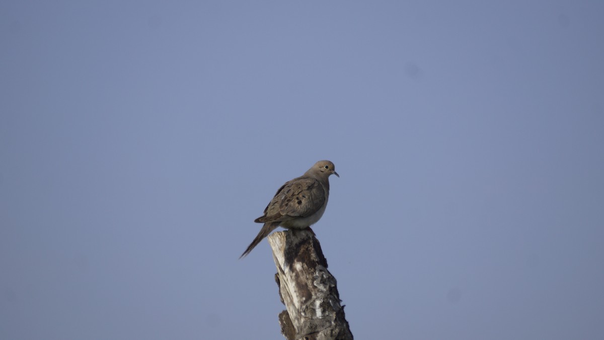 Mourning Dove - ML636974354