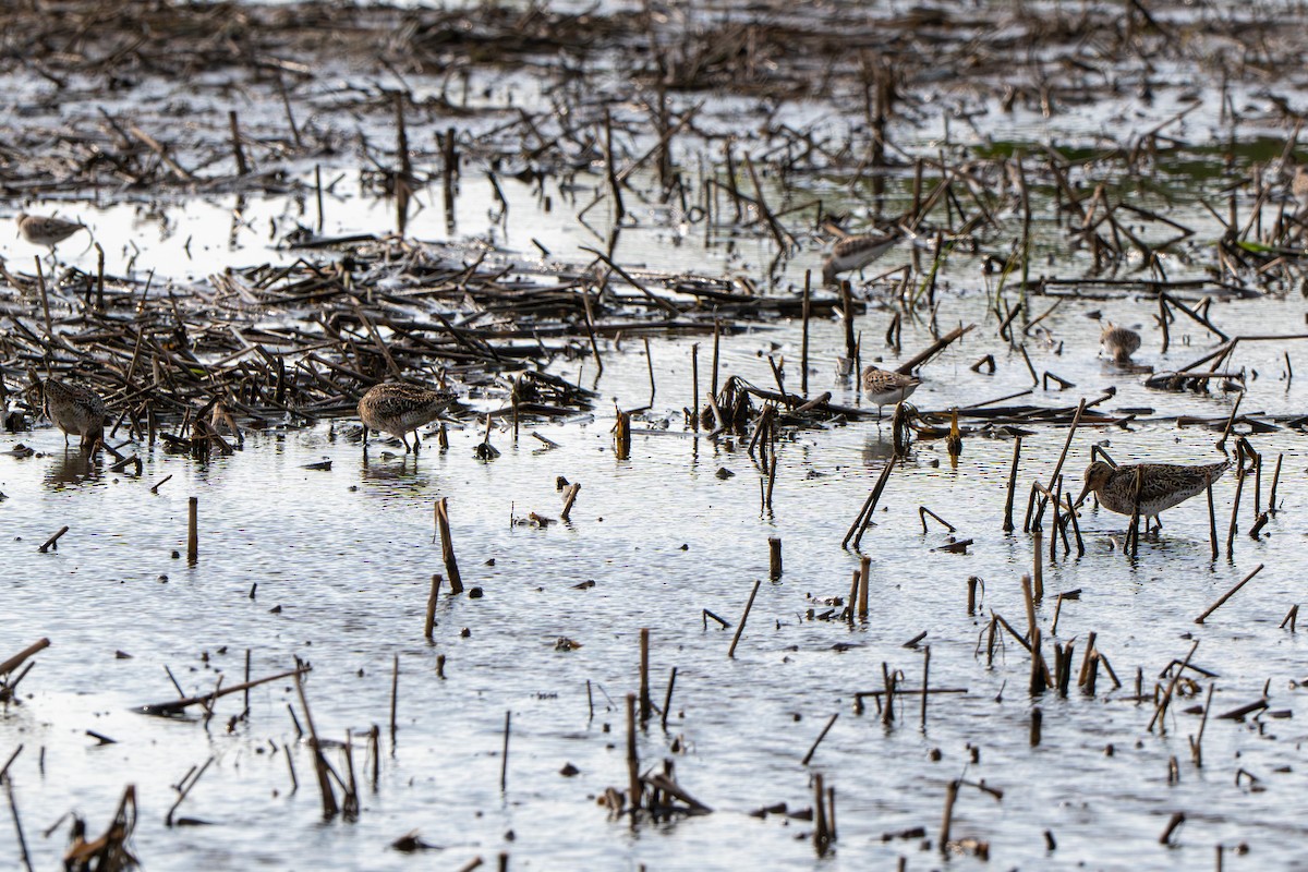 Short-billed Dowitcher - ML636974494