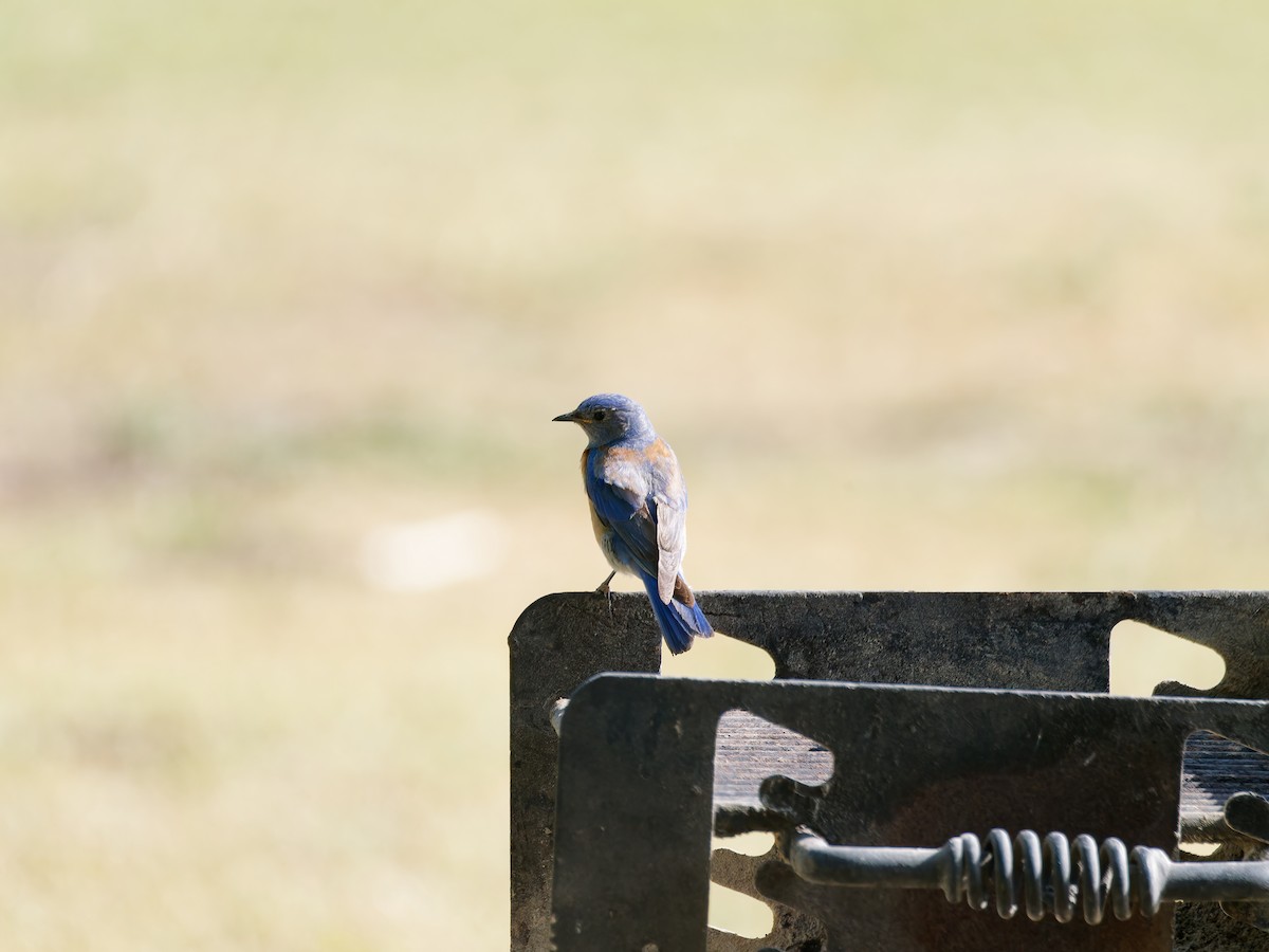 Western Bluebird - Rodrigo Dueñas