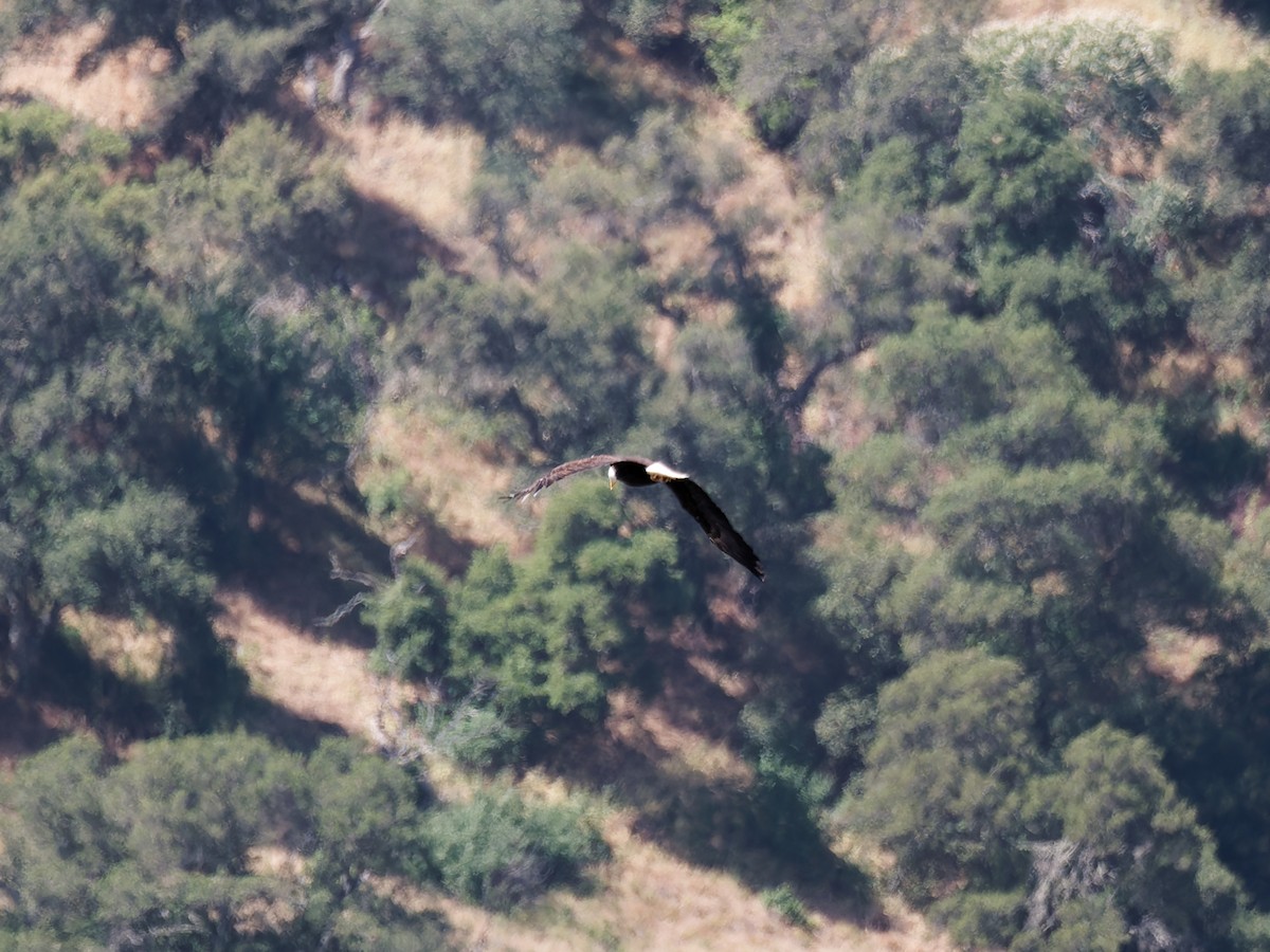 Bald Eagle - Rodrigo Dueñas