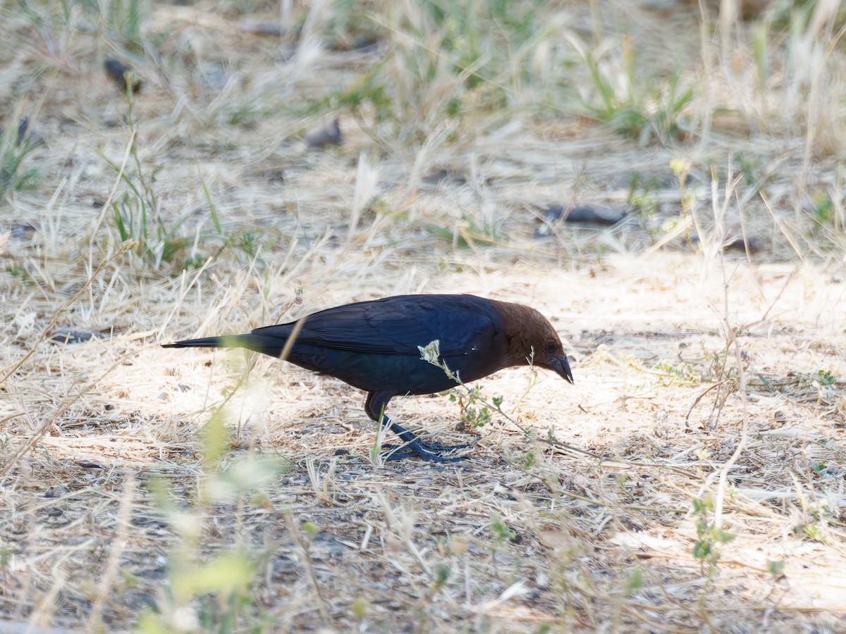 Brown-headed Cowbird - Rodrigo Dueñas