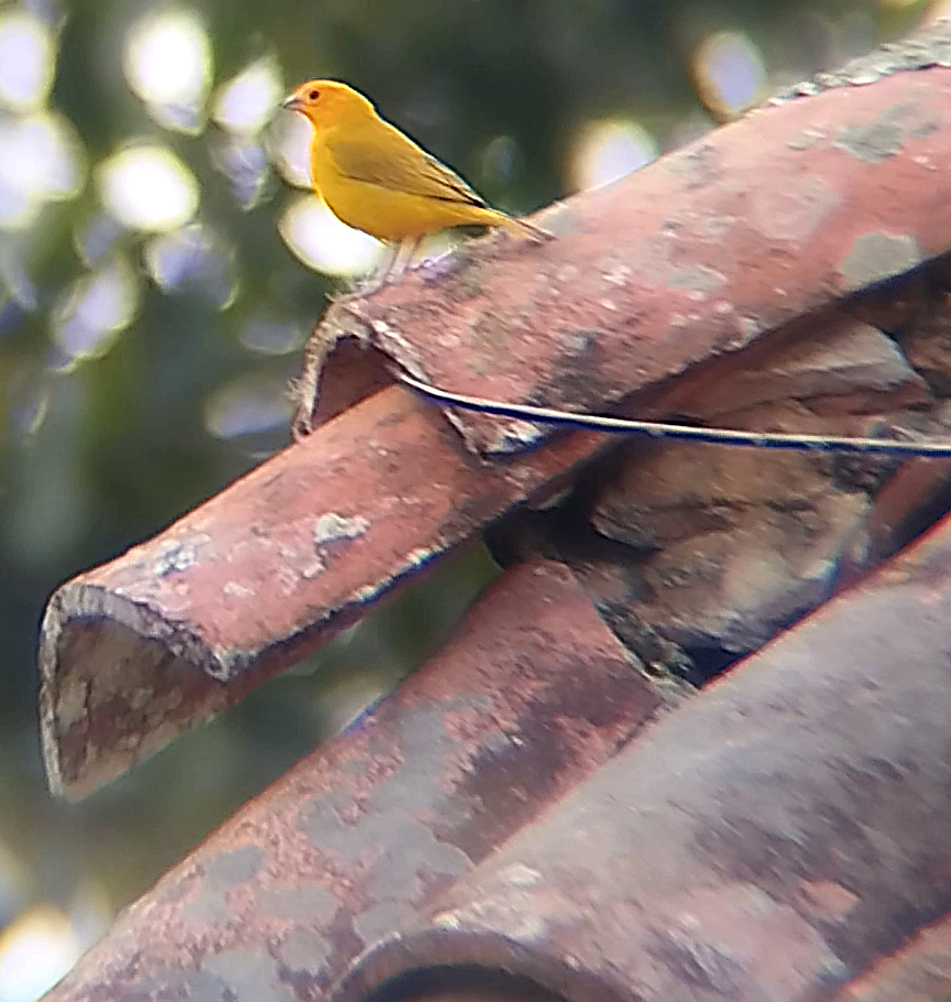 Saffron Finch - ML636974737