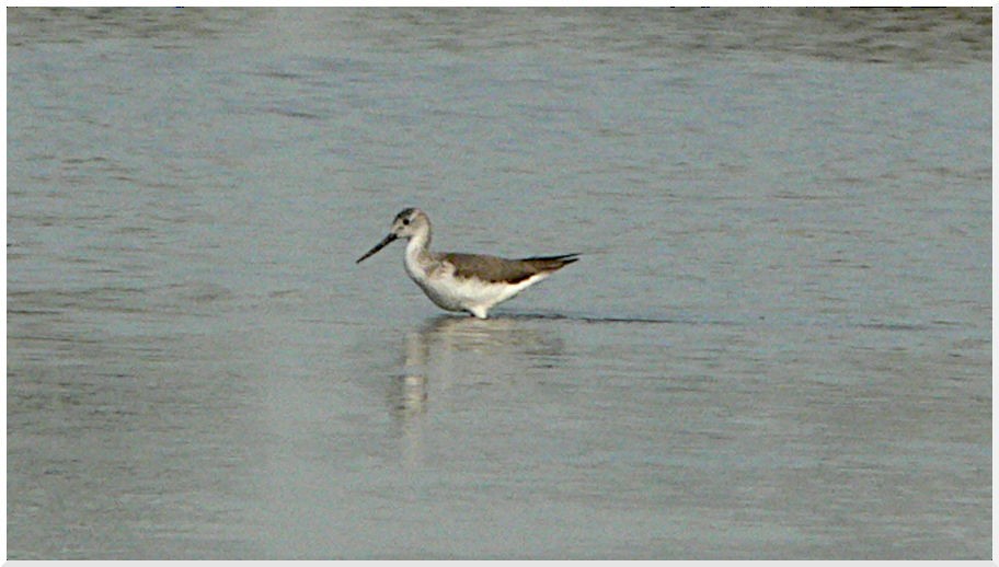 Common Greenshank - ML636974742