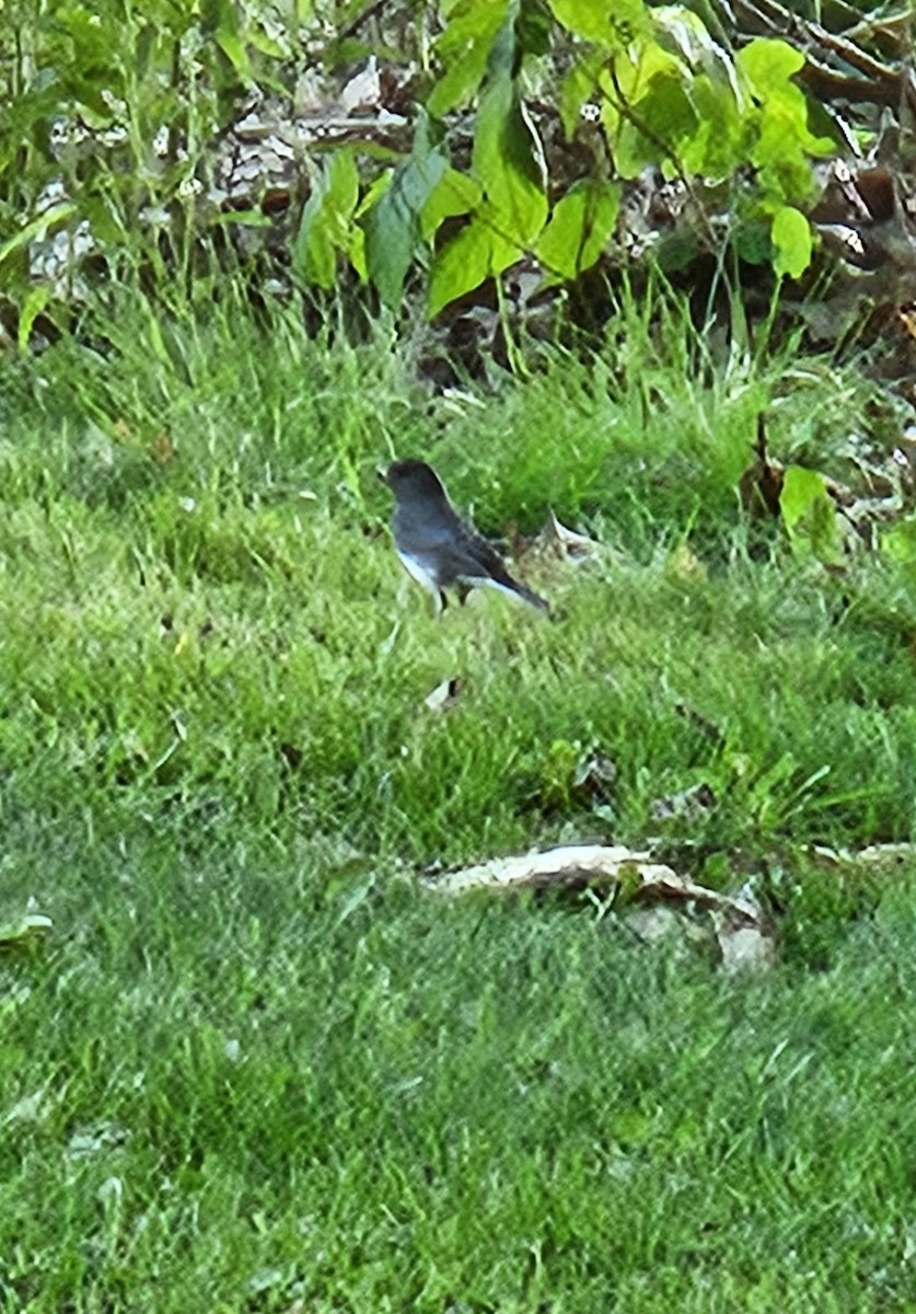 Dark-eyed Junco - ML636974863