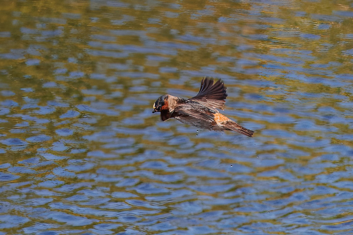 Cliff Swallow - ML636974866