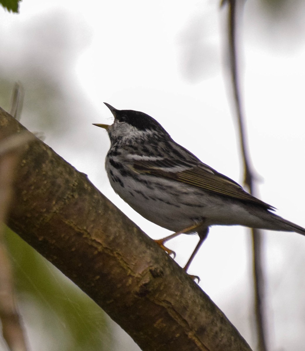 Blackpoll Warbler - ML636974905