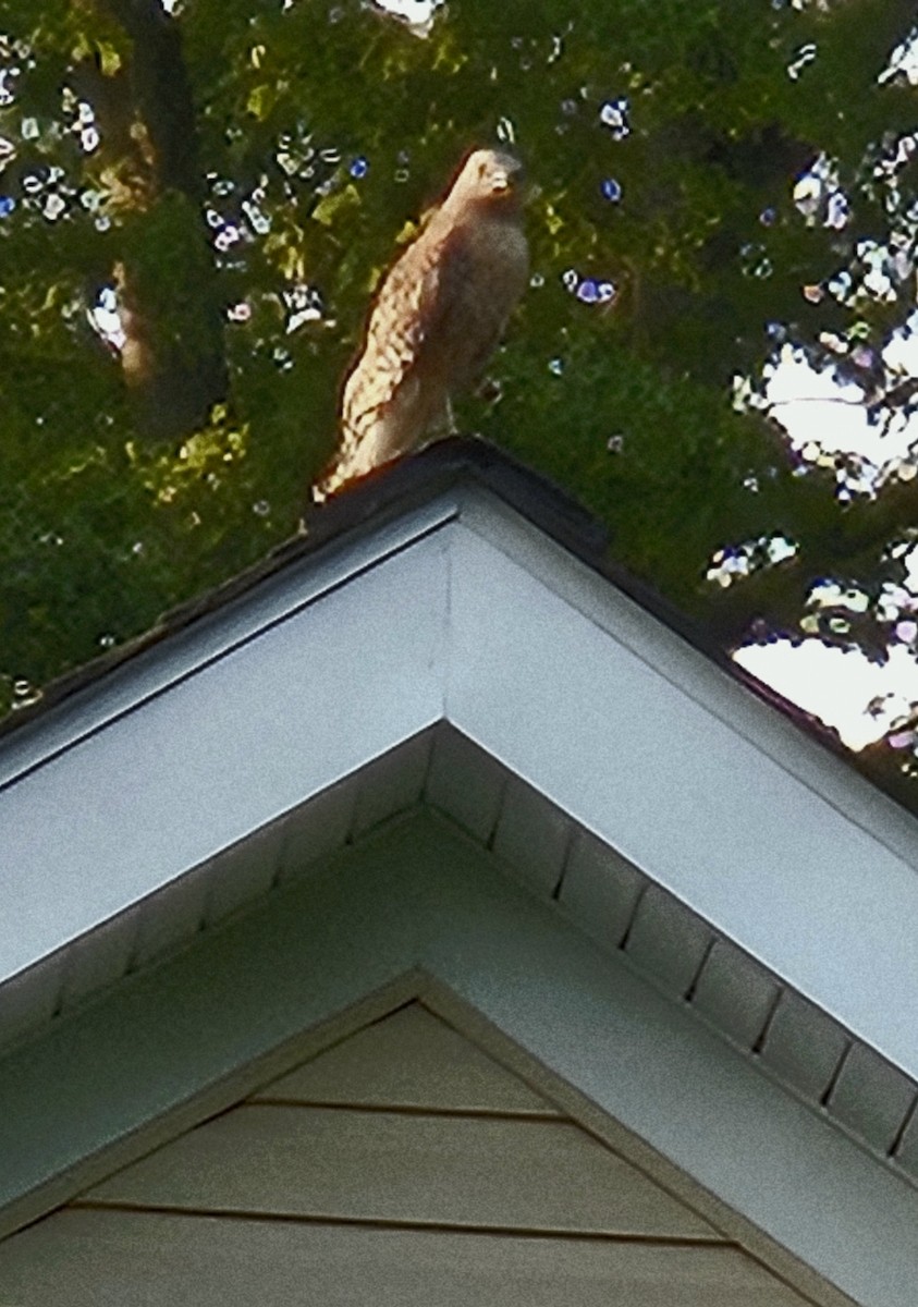 Red-shouldered Hawk - ML636974916