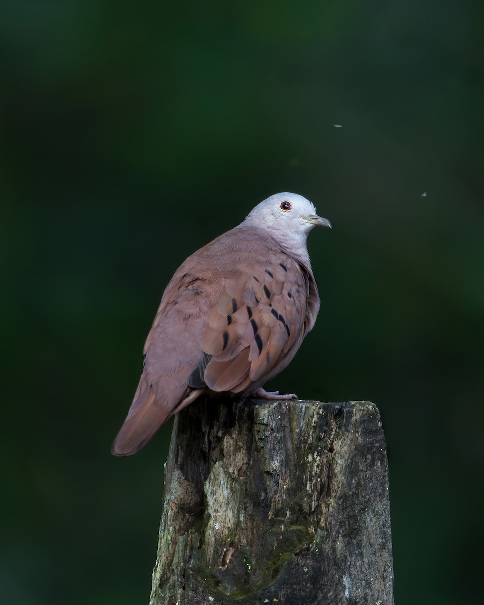 holoubek skořicový - ML636974991