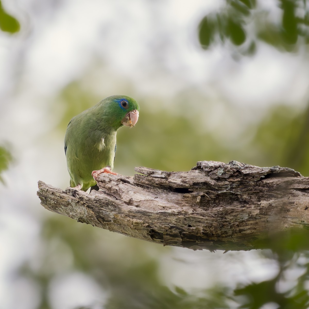 papoušíček brýlatý - ML636975035