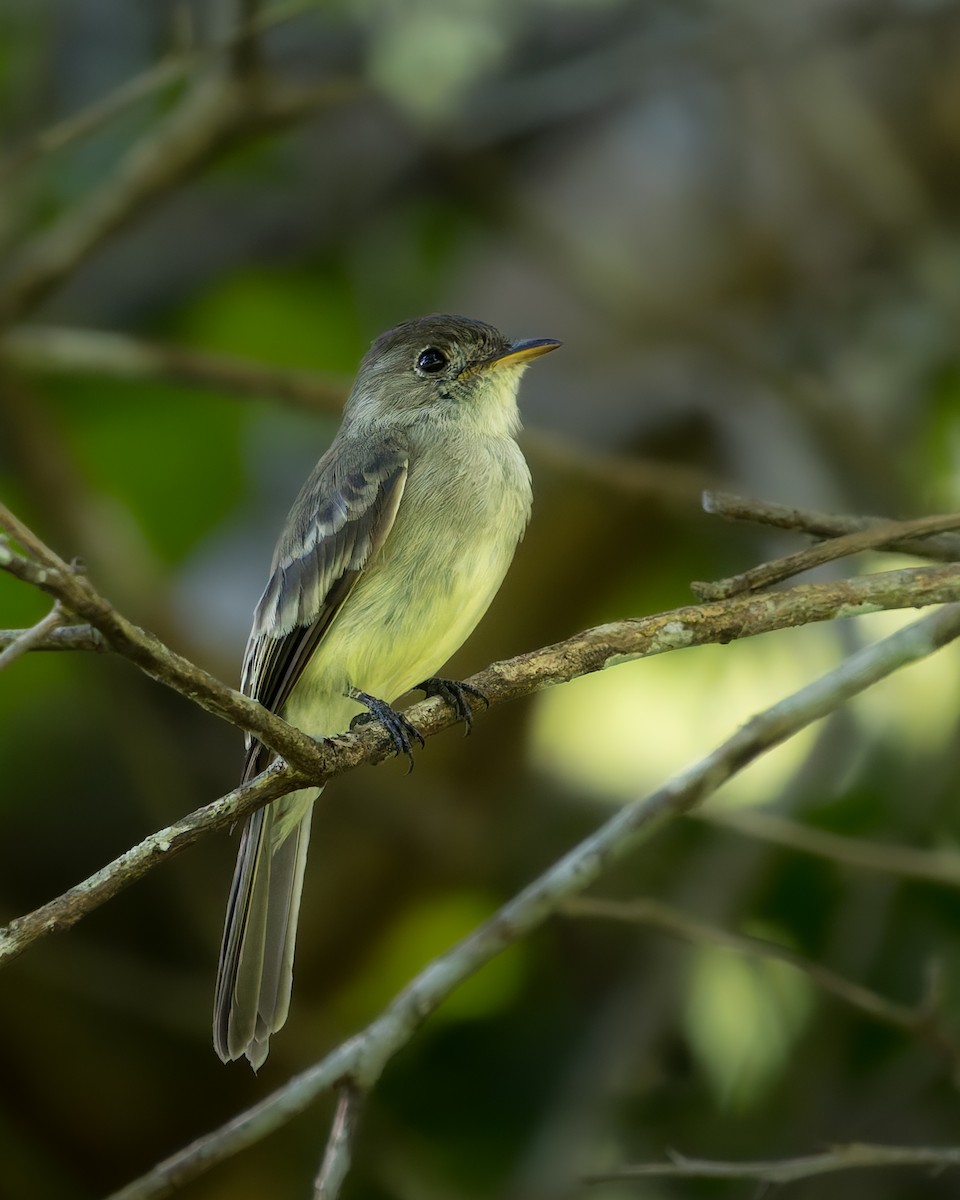 Northern Tropical Pewee - ML636975041