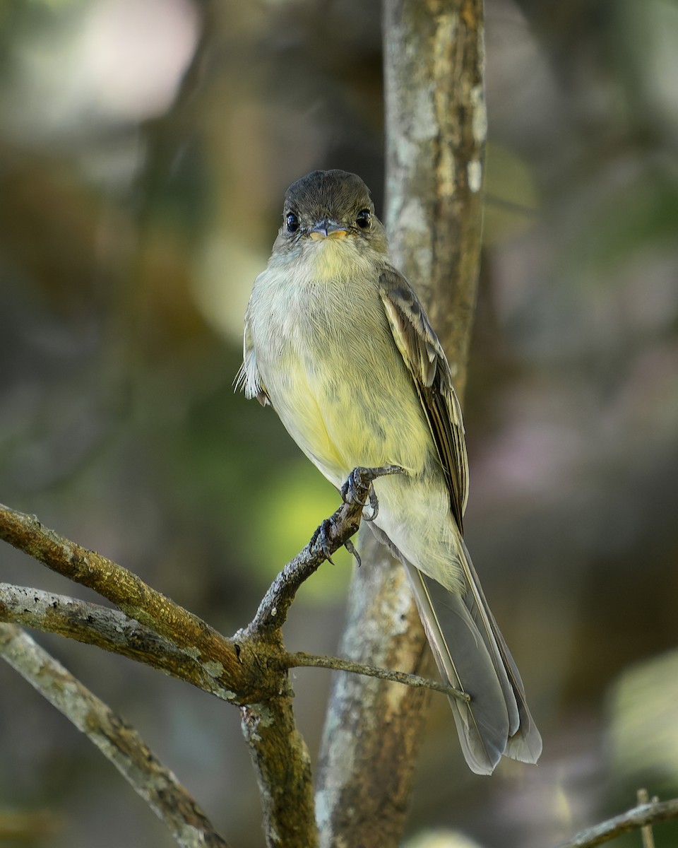 Northern Tropical Pewee - ML636975043