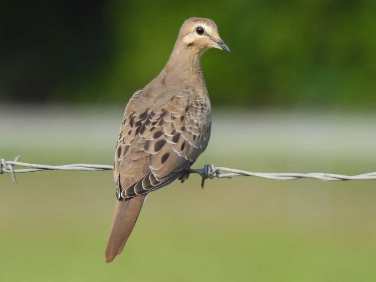 Mourning Dove - ML636975060