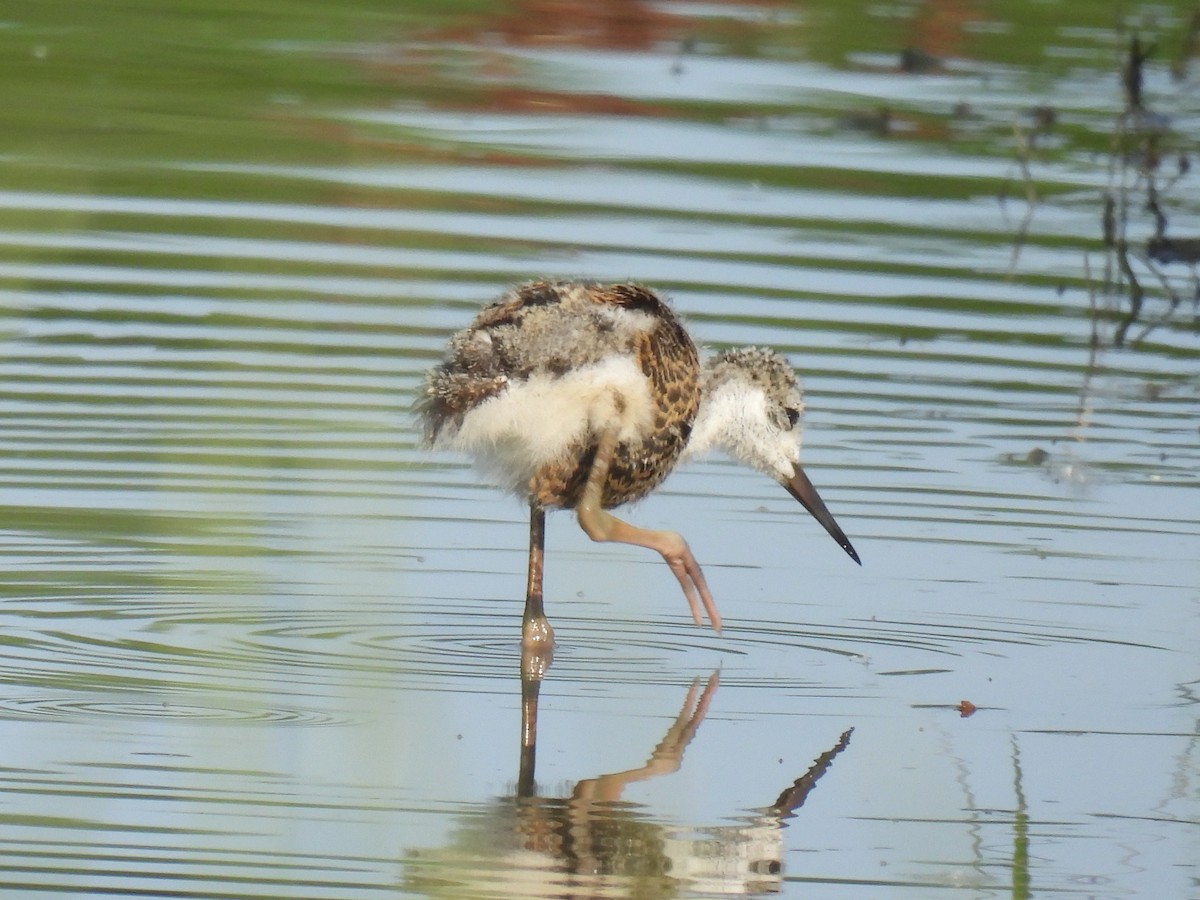 Black-necked Stilt - ML636975081