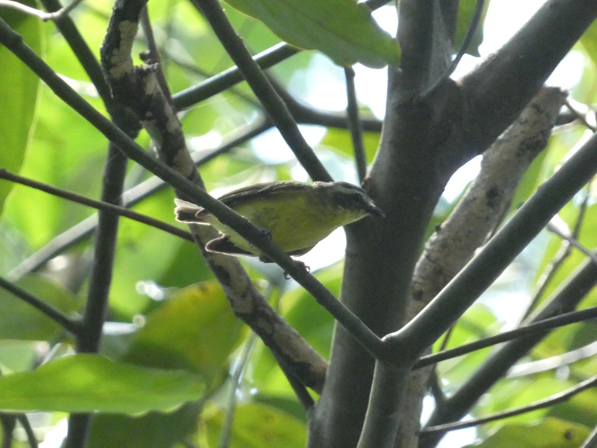 Yellow-bellied Tyrannulet - ML636975140