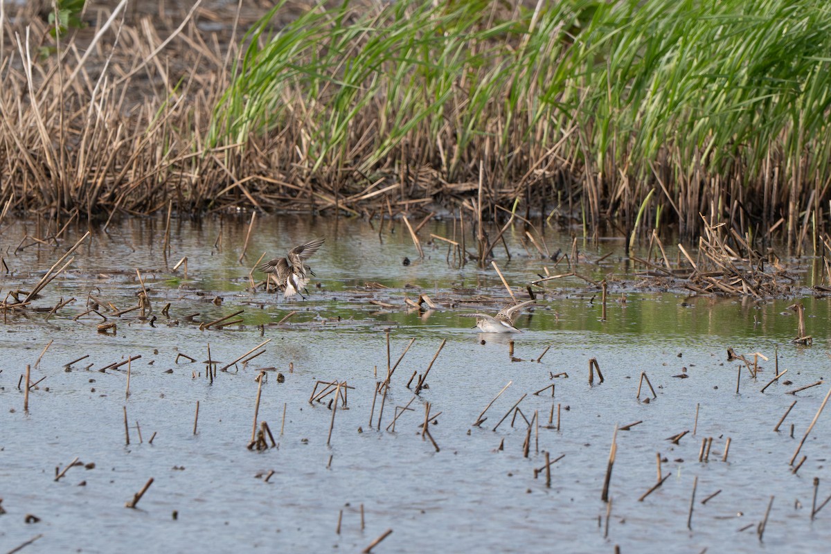 Least Sandpiper - ML636975181