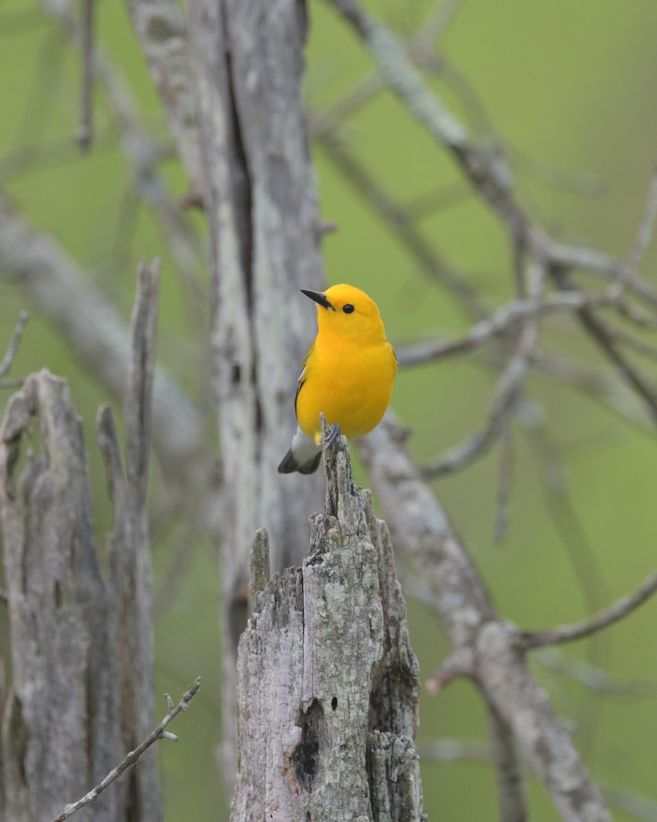 Prothonotary Warbler - ML636975285