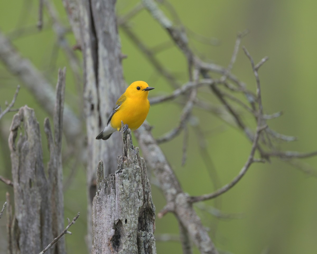 Prothonotary Warbler - ML636975286