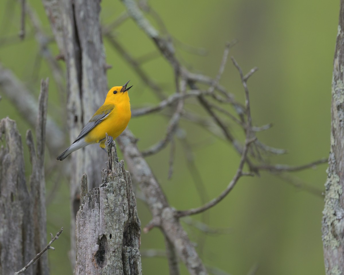 Prothonotary Warbler - ML636975287