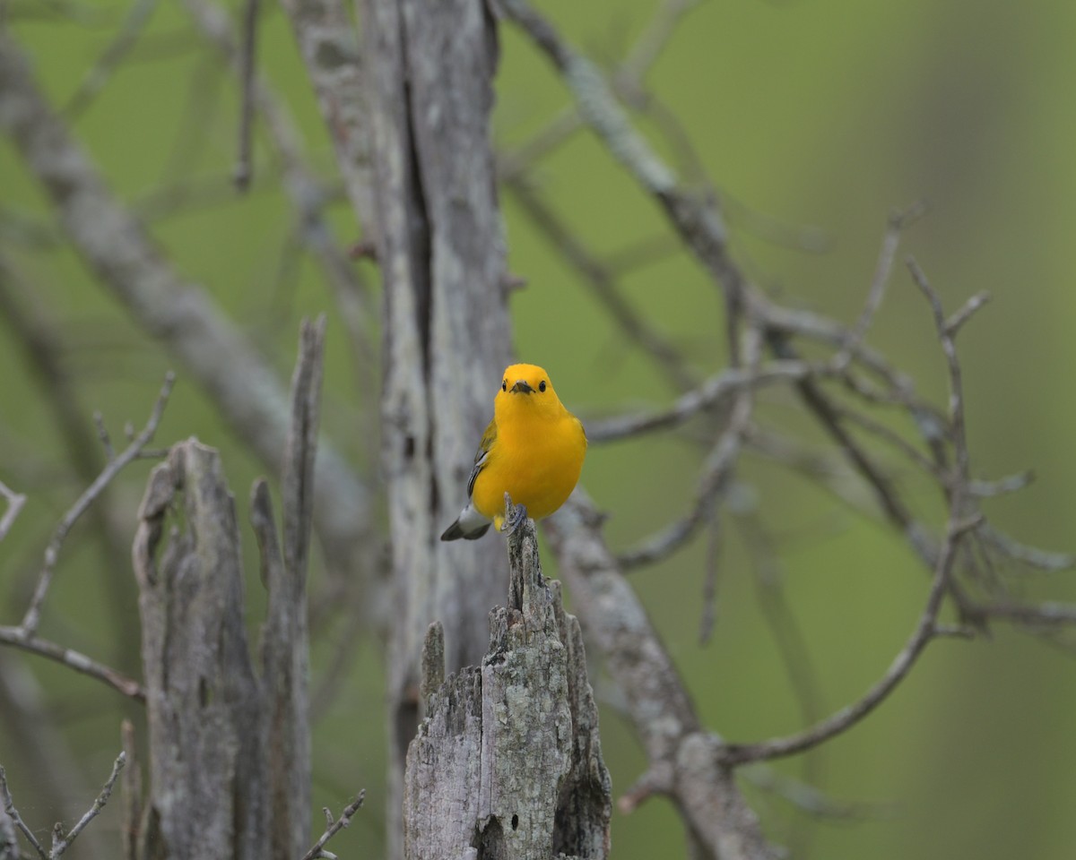 Prothonotary Warbler - ML636975288