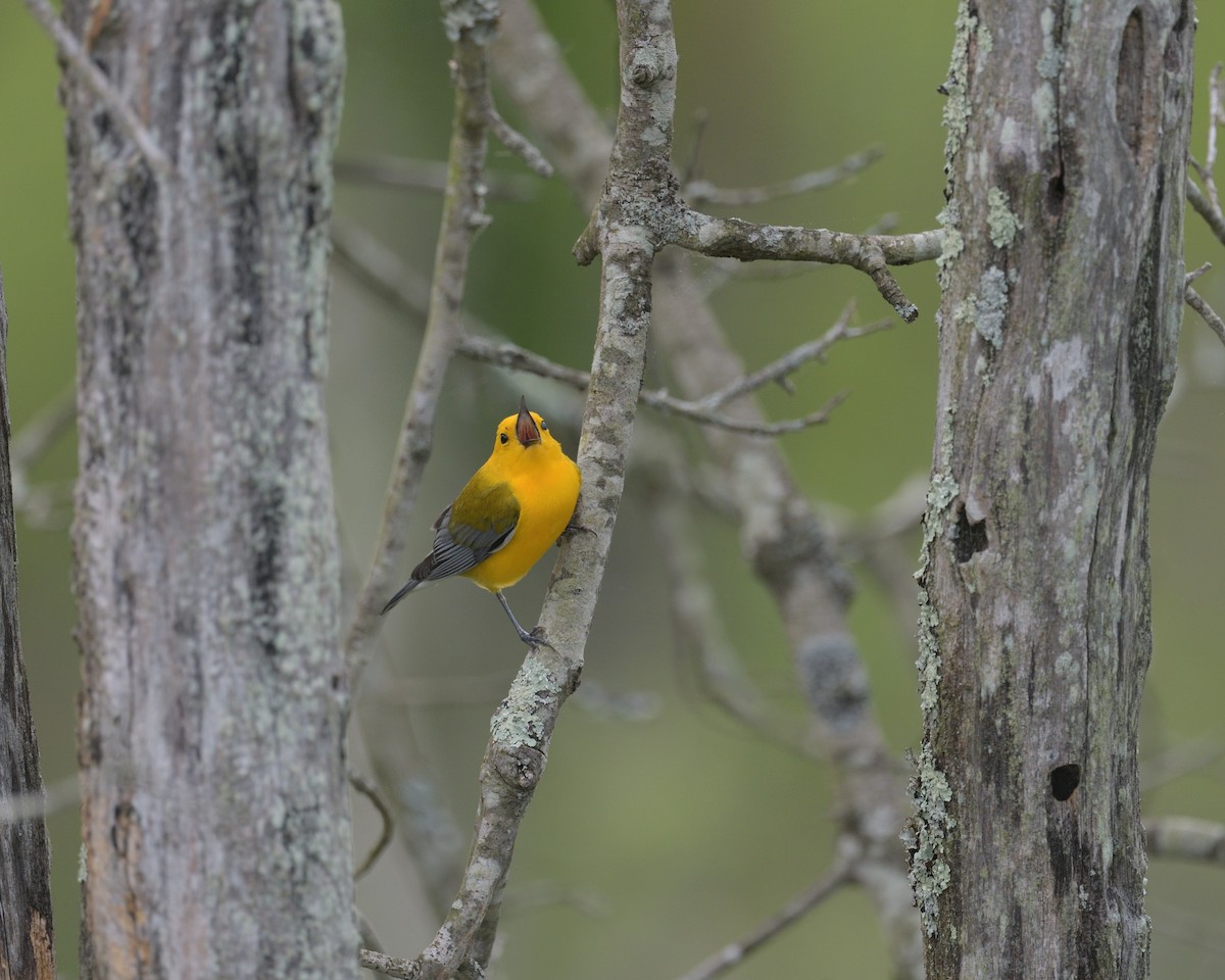 Prothonotary Warbler - ML636975289
