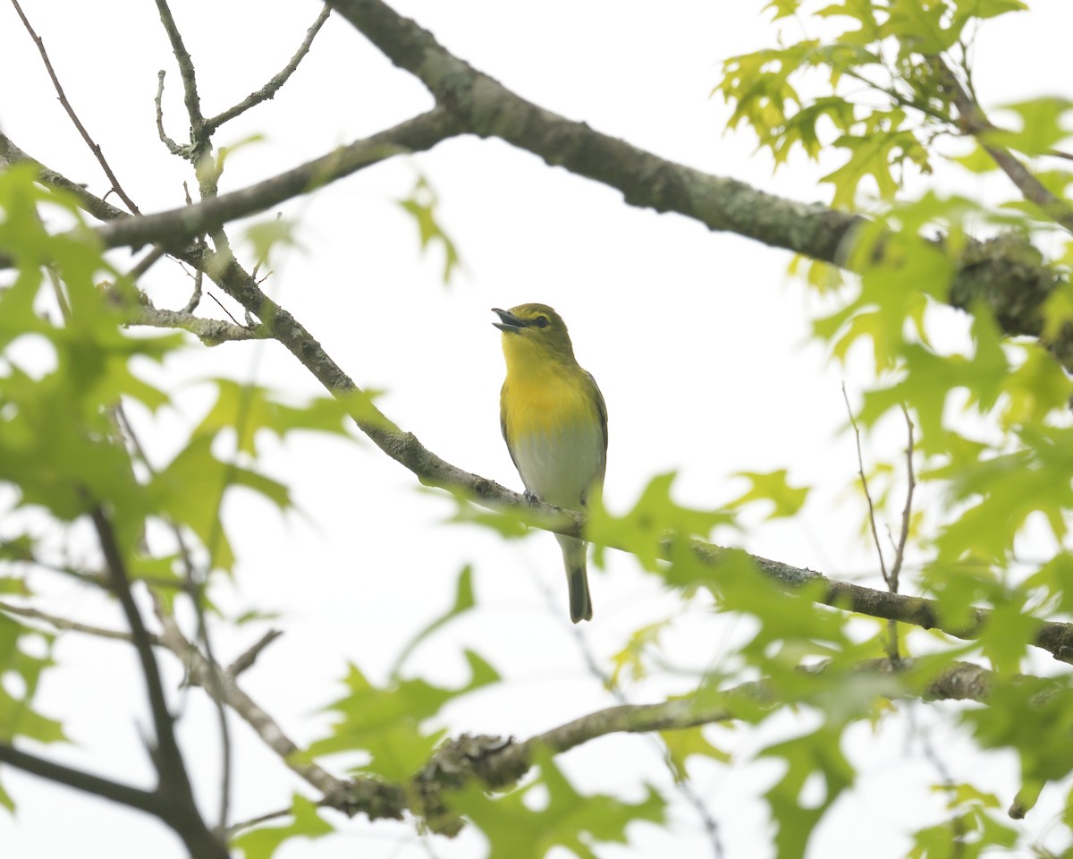 Yellow-throated Vireo - ML636975319