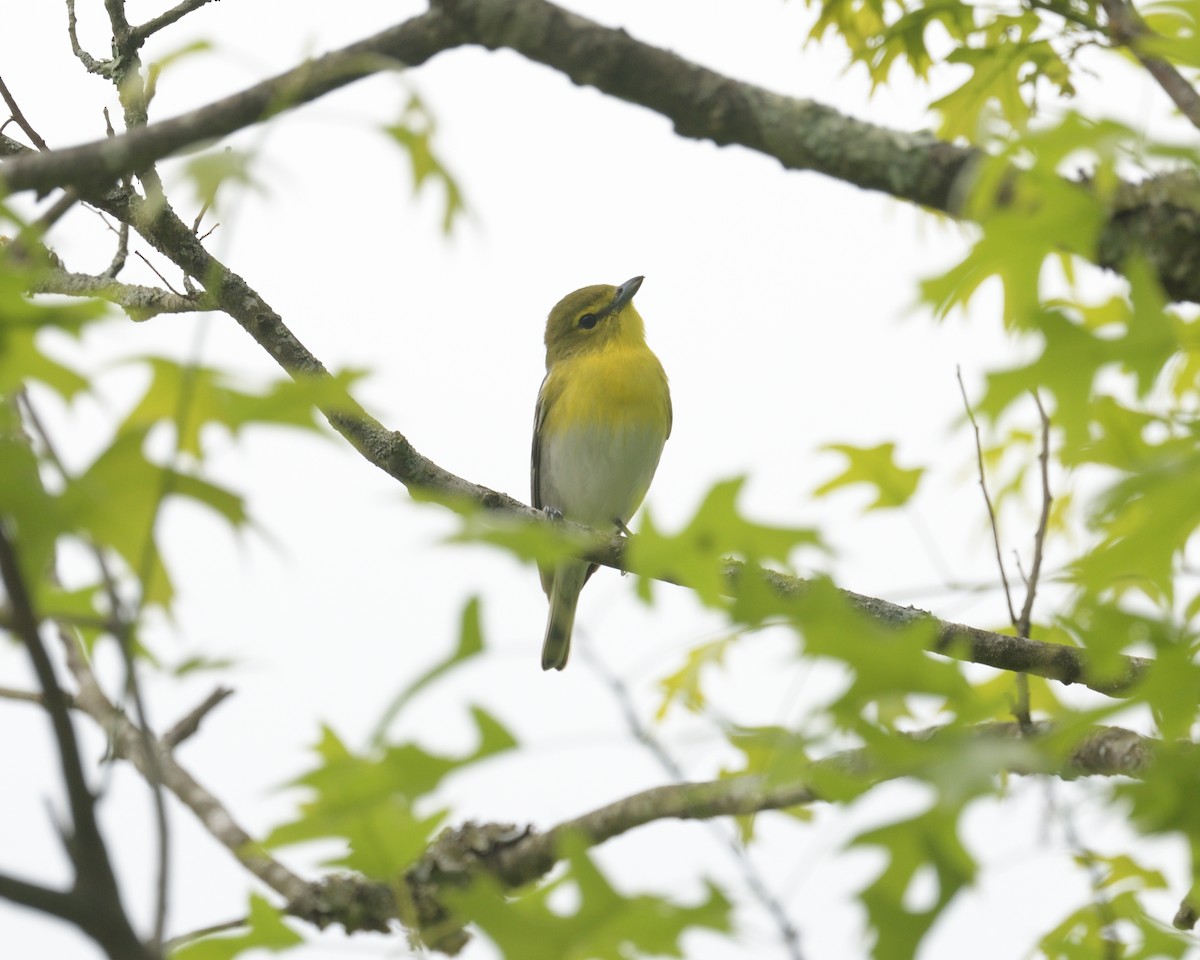 Yellow-throated Vireo - ML636975320