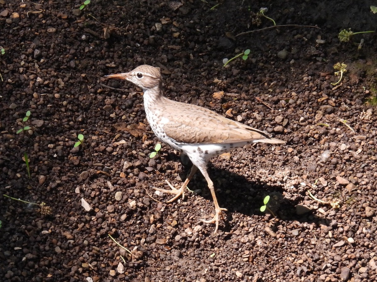 Andarríos Maculado - ML636975386
