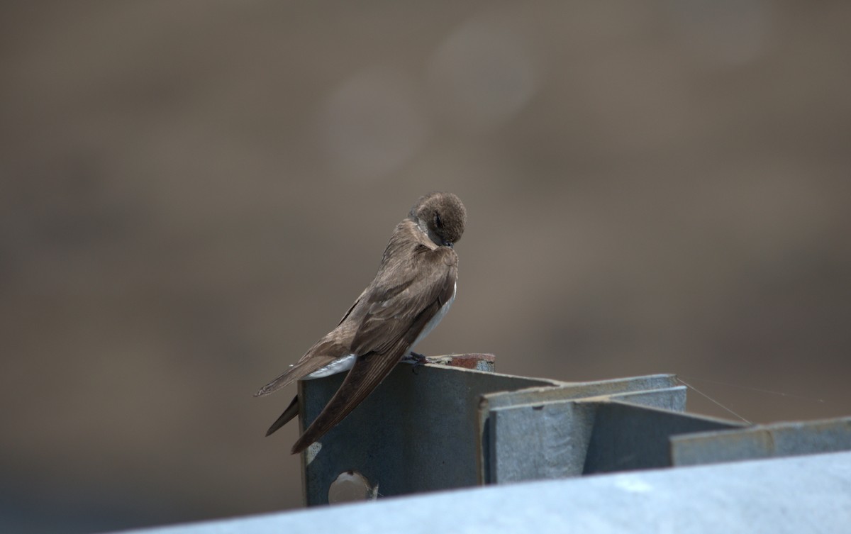 Golondrina Aserrada - ML636975415