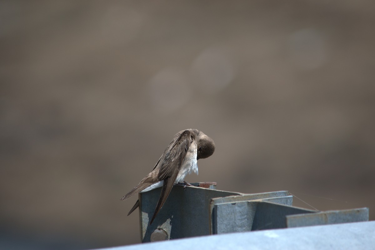 Golondrina Aserrada - ML636975416